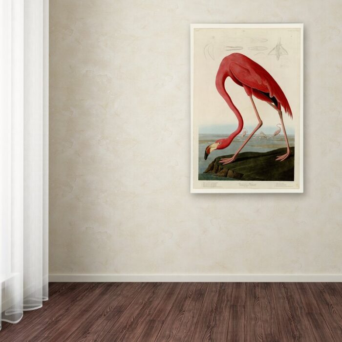 ” American Flamingo ” by James Audubon - Chic Decora