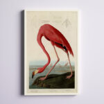 ” American Flamingo ” by James Audubon Painting Print - Chic Decora