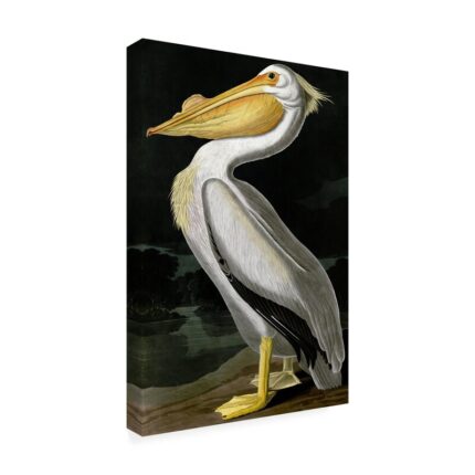 ” American White Pelican ” by James Audubon - Chic Decora