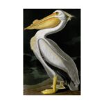 ” American White Pelican ” by James Audubon - Chic Decora