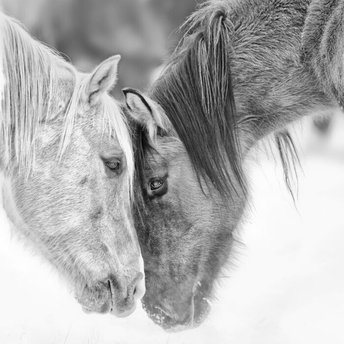 ” B&W Horses VII ” by PHBurchett - Chic Decora