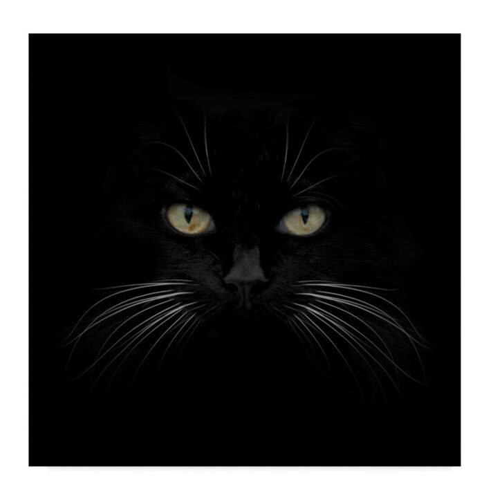 ” Black Cat Centered ” by Lori Hutchison - Chic Decora