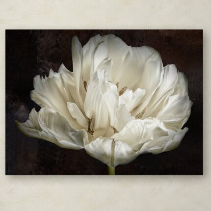 ” Double White Tulip ” by Cora Niele - Chic Decora