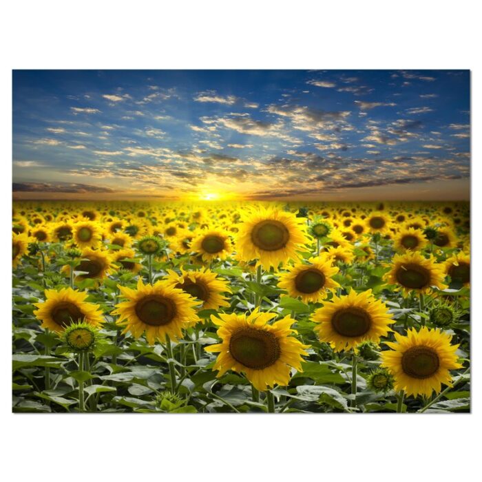 ” Field Of Blooming Sunflowers “ - Chic Decora