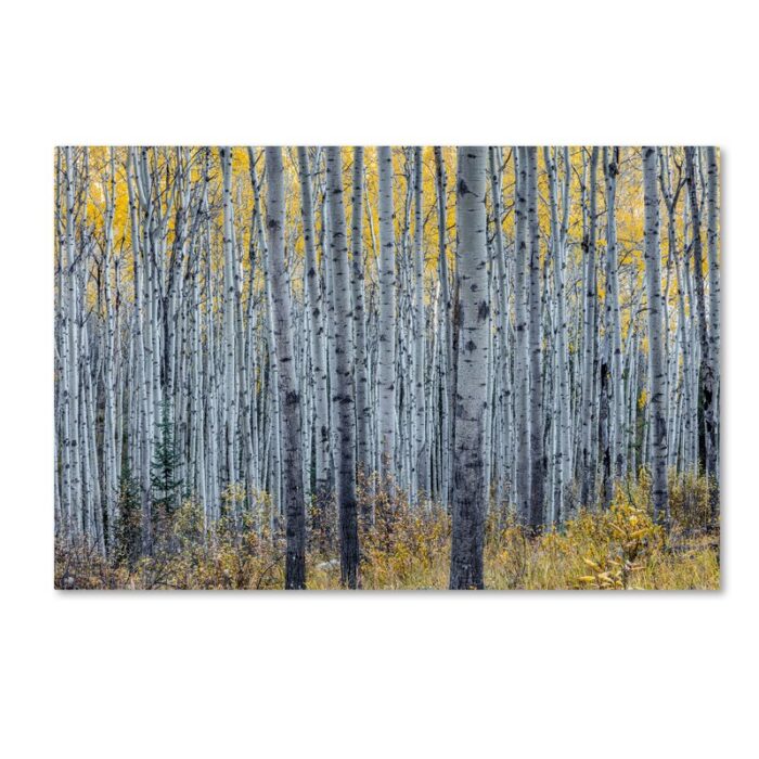 ” Forest Of Aspen Trees ” by Pierre Leclerc - Chic Decora