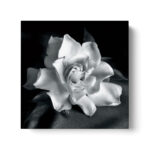 “Gardenia” by Debra VanSwearingen, Fine Art Flower Photograph on Gallery Canvas - Chic Decora