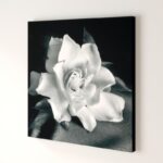 “Gardenia” by Debra VanSwearingen, Fine Art Flower Photograph on Gallery Canvas - Chic Decora