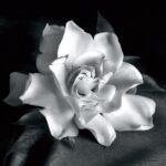 “Gardenia” by Debra VanSwearingen, Fine Art Flower Photograph on Gallery Canvas - Chic Decora