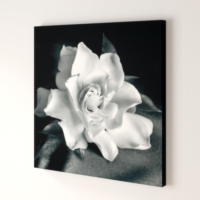 “Gardenia” by Debra VanSwearingen, Fine Art Flower Photograph on Gallery Canvas - Chic Decora