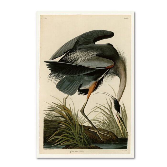 ” Great Blue Heron ” by James Audubon - Chic Decora