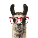 ” Hip Llama I ” by Victoria Borges - Chic Decora