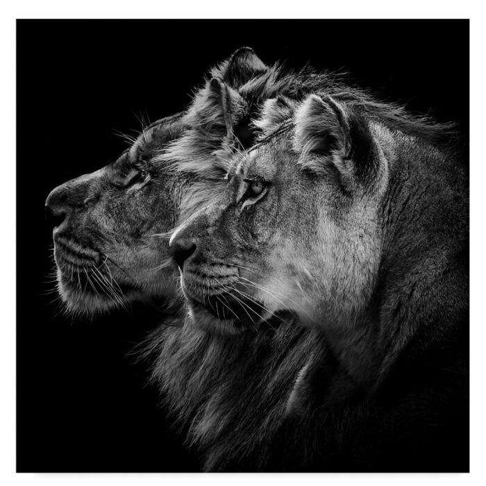 ” Lion And Lioness Portrait ” by Laurent Lothare Dambreville - Chic Decora