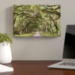 ” Live Oak Tunnel “ - Chic Decora