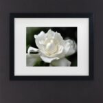 ” Lovely Gardenia ” by Kurt Shaffer - Chic Decora