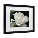 ” Lovely Gardenia ” by Kurt Shaffer - Chic Decora