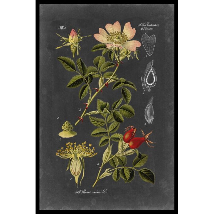 ” Midnight Botanical I ” by Vision Studio - Chic Decora