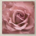 ” Misty Rose Pink Rose ” by Cora Niele - Chic Decora