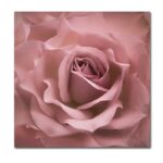 ” Misty Rose Pink Rose ” by Cora Niele - Chic Decora