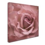 ” Misty Rose Pink Rose ” by Cora Niele - Chic Decora