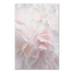 ” Pink Peony Petals IV ” by Cora Niele - Chic Decora