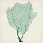 ” Sea Fan I ” by Vision Studio Painting Print - Chic Decora