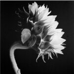 ” Sunflower ” by Michael Harrison - Chic Decora