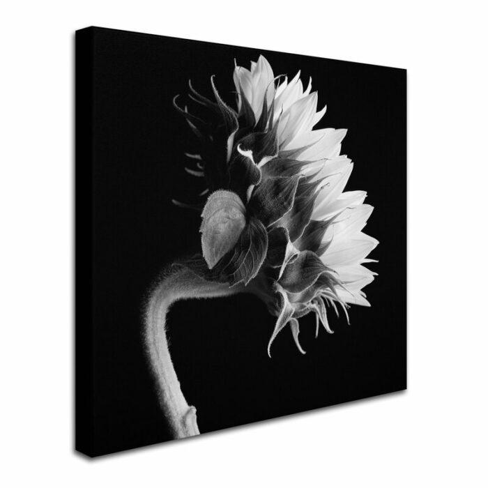 ” Sunflower ” by Michael Harrison - Chic Decora