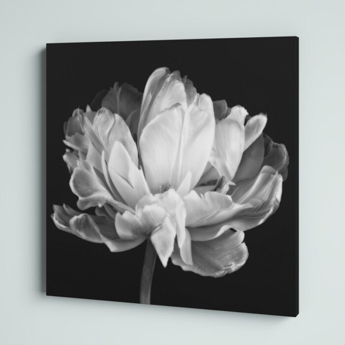 ” Tulipa Double Black And White II By Cora Niele ” by Cora Niele - Chic Decora