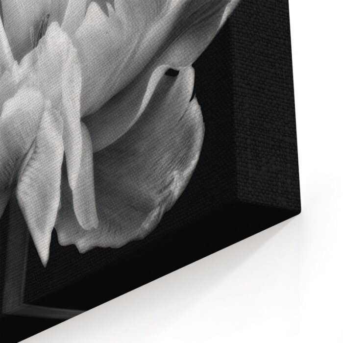 ” Tulipa Double Black And White II By Cora Niele ” by Cora Niele - Chic Decora