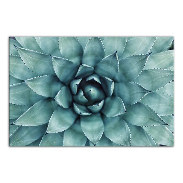 ” Turquoise Succulent “ - Chic Decora