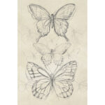 ” Vintage Butterfly Sketch II ” by June Erica Vess - Chic Decora