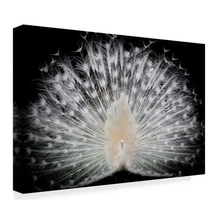 ” White Peacock Portrait ” by Pino Liddi - Chic Decora