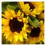 Sunflowers’ Photographic Print - Chic Decora