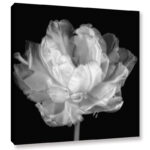 Tulipa Double Black and White I’ by Cora Niele | Framed Canvas Fine Art Flower Print - Chic Decora