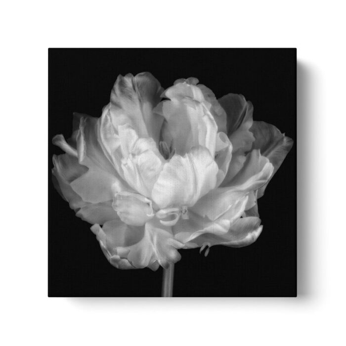 Tulipa Double Black and White I’ by Cora Niele | Framed Canvas Fine Art Flower Print - Chic Decora