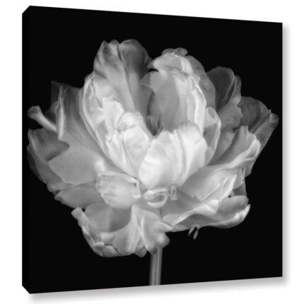 Tulipa Double Black and White I’ by Cora Niele | Framed Canvas Fine Art Flower Print - Chic Decora