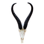 Aswath Trophy Springbok Antelope Skull - Chic Decora