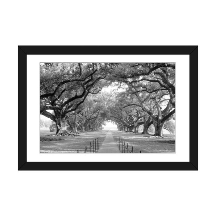 Brick Path Through Alley of Oak Trees, Louisiana, New Orleans, USA Black and White I by Panoramic Images – Graphic Art Print on Canvas - Chic Decora