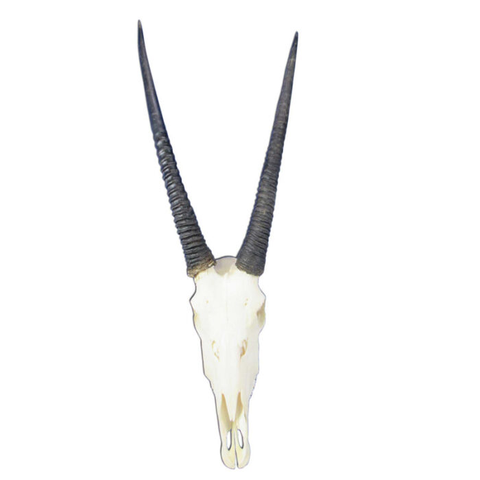 Hadji Real Oryx Antelope Skull - Chic Decora