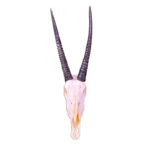 Hadji Real Oryx Antelope Skull - Chic Decora