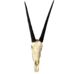 Hadji Real Oryx Antelope Skull - Chic Decora