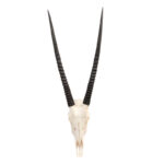 Hadji Real Oryx Antelope Skull - Chic Decora