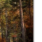 Jai Johnson ” Autumn Forest 2 ” by Jai Johnson - Chic Decora