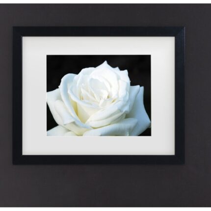 Kurt Shaffer ” White Rose II ” by Kurt Shaffer - Chic Decora