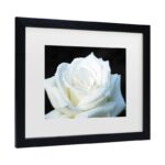 Kurt Shaffer ” White Rose II ” by Kurt Shaffer - Chic Decora