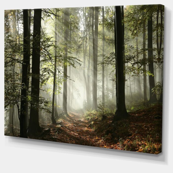 Light In Dense Fall Forest With Fog Artwork - Chic Decora