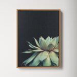 Macri Succulent 8 by Emiko and Mark Franzen of F2Images Print on Canvas - Chic Decora