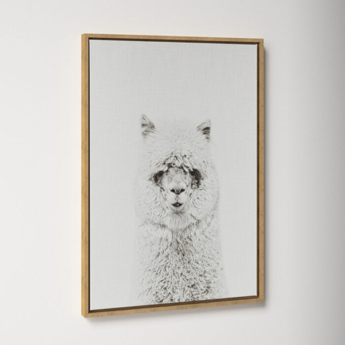 Paris ” Hairy Alpaca Black And White Portrait ” by Simon Te Tai - Chic Decora