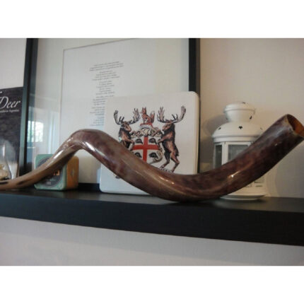 Polished Kudu Horn - Chic Decora