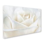 Pure White Rose Framed Photographic Print - Chic Decora